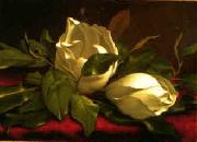 Martin Johnson Heade Magnolia hgh Germany oil painting reproduction